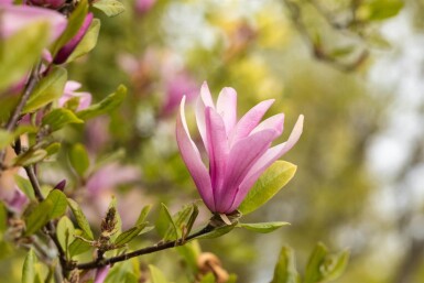 Magnolia 'Susan' demi-tige 120cm tronc