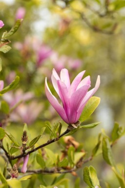 Magnolia 'Susan' demi-tige 120cm tronc