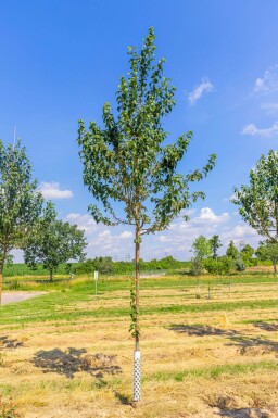 Malus baccata 'Street Parade' haute-tige