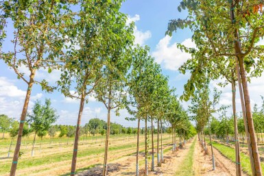 Malus baccata 'Street Parade' haute-tige
