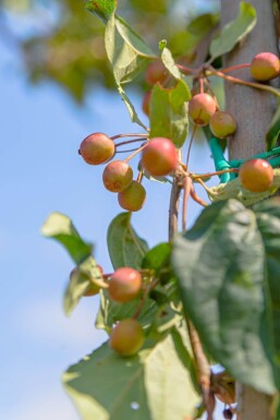 Malus baccata 'Street Parade' haute-tige 12/14