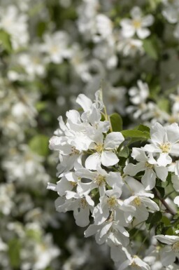 Malus baccata 'Street Parade' haute-tige 12/14
