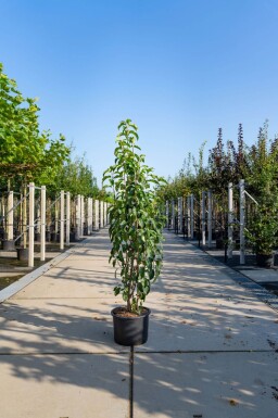 Malus baccata 'Street Parade' cépée