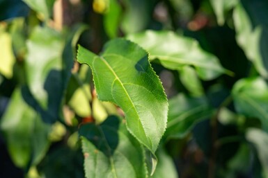 Malus baccata 'Street Parade' cépée
