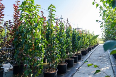 Malus baccata 'Street Parade' cépée