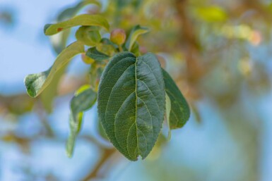 Malus baccata 'Street Parade' cépée