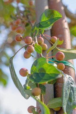 Malus baccata 'Street Parade' cépée