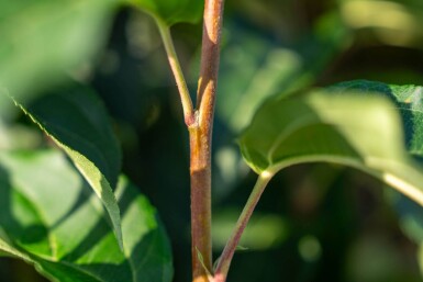 Malus baccata 'Street Parade' cépée