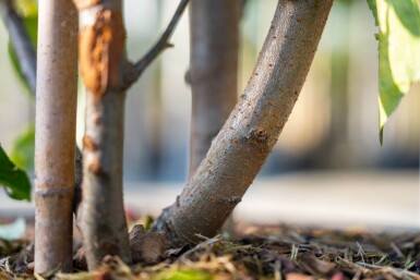 Malus baccata 'Street Parade' cépée