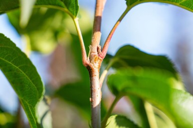 Malus baccata 'Street Parade' cépée