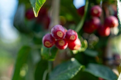 Malus baccata 'Street Parade' cépée