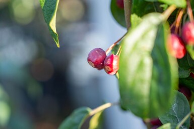 Malus baccata 'Street Parade' cépée