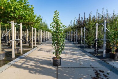 Malus baccata 'Street Parade' cépée
