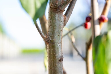 Malus baccata 'Street Parade' cépée