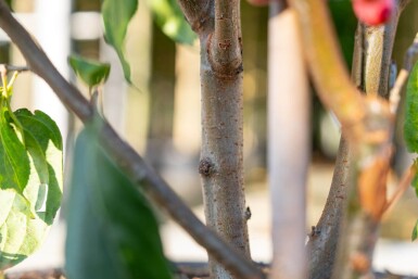 Malus baccata 'Street Parade' cépée