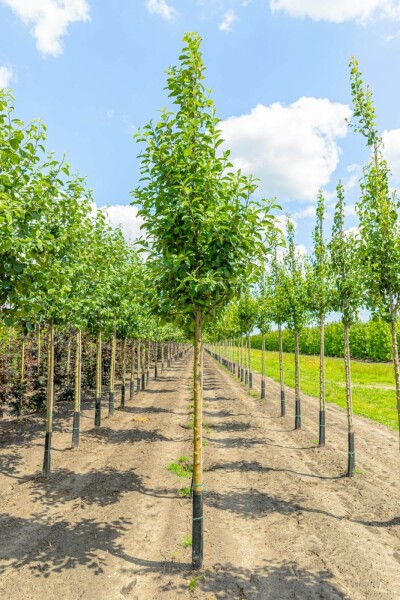 Malus domestica 'Elstar' haute-tige 10/12