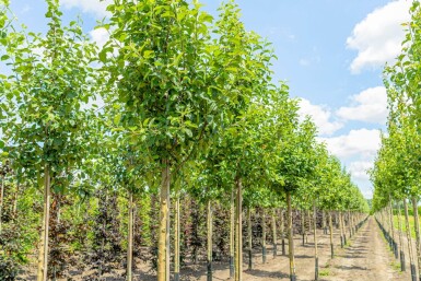 Malus domestica 'Elstar' haute-tige 10/12