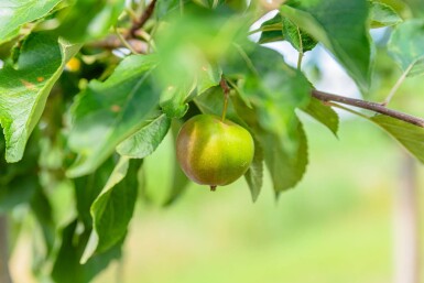 Malus domestica 'Elstar' haute-tige 10/12
