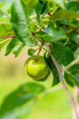 Malus domestica 'Elstar' haute-tige 10/12