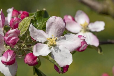 Malus domestica 'Elstar' haute-tige 10/12