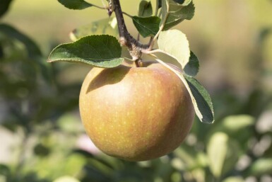 Malus domestica 'Elstar' haute-tige 10/12