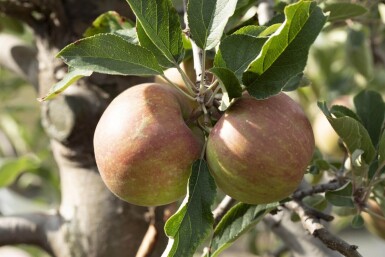 Malus domestica 'Elstar' haute-tige 10/12