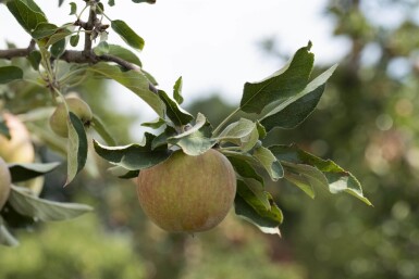 Malus domestica 'Elstar' haute-tige 10/12