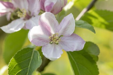 Malus domestica 'Elstar' haute-tige 10/12