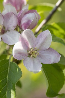 Malus domestica 'Elstar' haute-tige 10/12