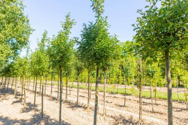 Malus domestica 'Golden Delicious' haute-tige 12/14