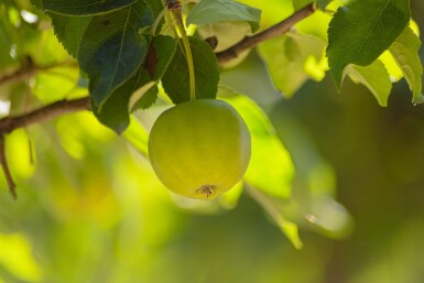 Malus domestica 'Golden Delicious' haute-tige 12/14