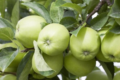 Malus domestica 'Golden Delicious' haute-tige 12/14