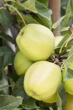 Malus domestica 'Golden Delicious' haute-tige 12/14