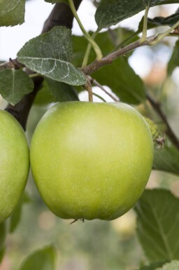 Malus domestica 'Golden Delicious' haute-tige 12/14