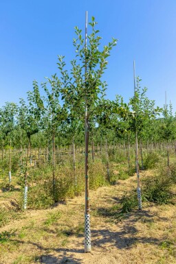 Malus domestica 'James Grieve' haute-tige