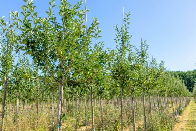 Malus domestica 'James Grieve' haute-tige