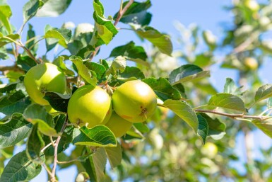 Malus domestica 'James Grieve' haute-tige 10/12