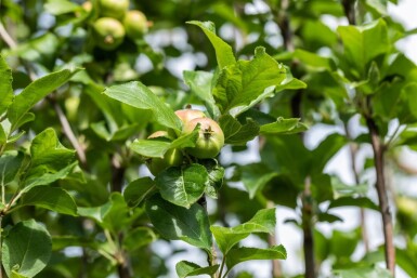 Malus domestica 'James Grieve' haute-tige 10/12