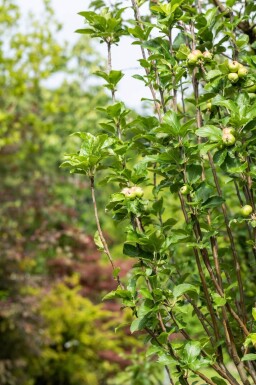 Malus domestica 'James Grieve' haute-tige 10/12