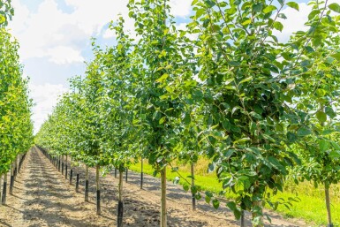 Malus domestica 'Jonagold' haute-tige 10/12