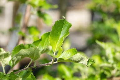Malus domestica 'Jonagold' haute-tige 10/12