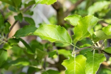 Malus domestica 'Jonagold' haute-tige 10/12
