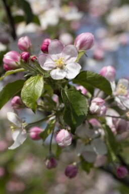 Malus domestica 'Jonagold' haute-tige 10/12