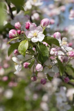 Malus domestica 'Jonagold' haute-tige 10/12