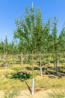 Malus domestica 'Roter Berlepsch' haute-tige