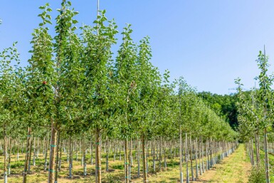 Malus domestica 'Roter Berlepsch' haute-tige