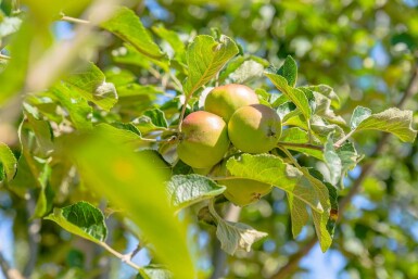 Malus domestica 'Roter Berlepsch' haute-tige 12/14