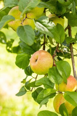 Malus domestica 'Roter Berlepsch' haute-tige 12/14