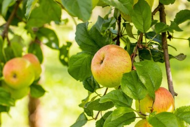 Malus domestica 'Roter Berlepsch' haute-tige 12/14