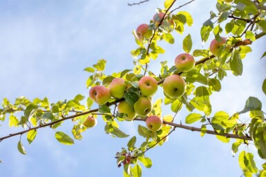 Malus domestica 'Roter Berlepsch' haute-tige 12/14